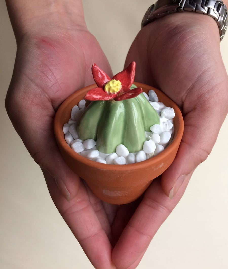 Ceramic flowering Cactus in 6cm terracotta pot  