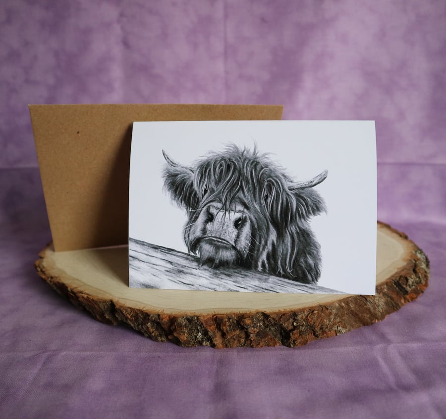 GC 15 "Harry" the Highland Coo