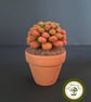 Needle Felted Succulent. Sedum .Real Terracotta Pot. Sedum Crassulacaea. - Image 3