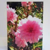 Dahlias - greeting card