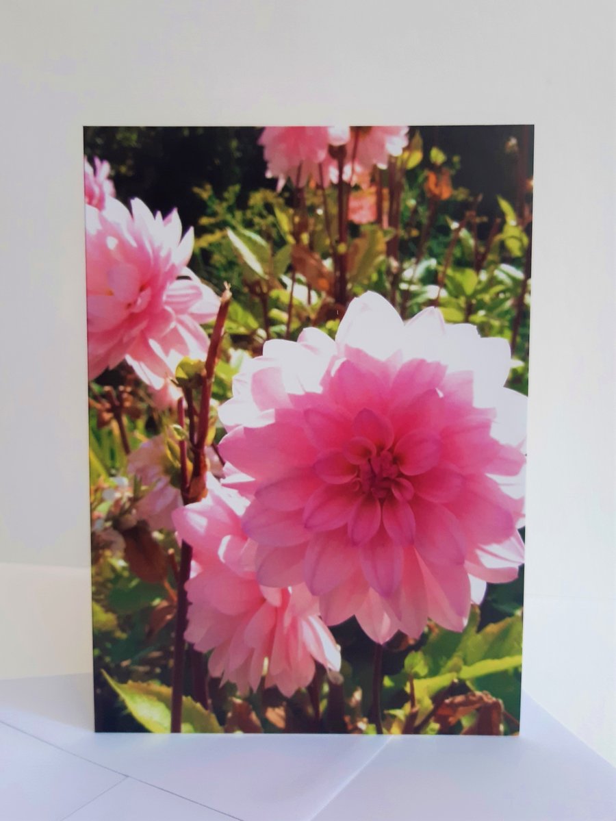 Dahlias - greeting card