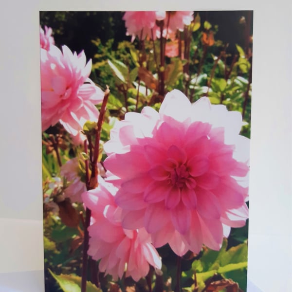 Dahlias - greeting card