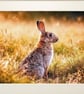 Wild Rabbit 