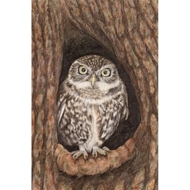 Little Owl Fine Art Print