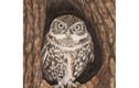Fine Art Prints