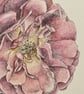 Garden rose painting  - Image 6