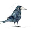 Raven Giclee Print 8x11 Raven Illustration Print