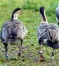 Geese - Image 1