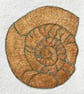 Gold Ammonite card  - Image 4