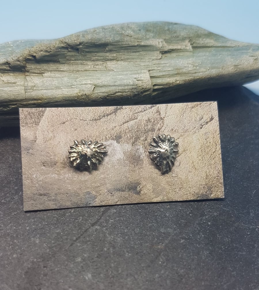 Limpet Stud Earrings