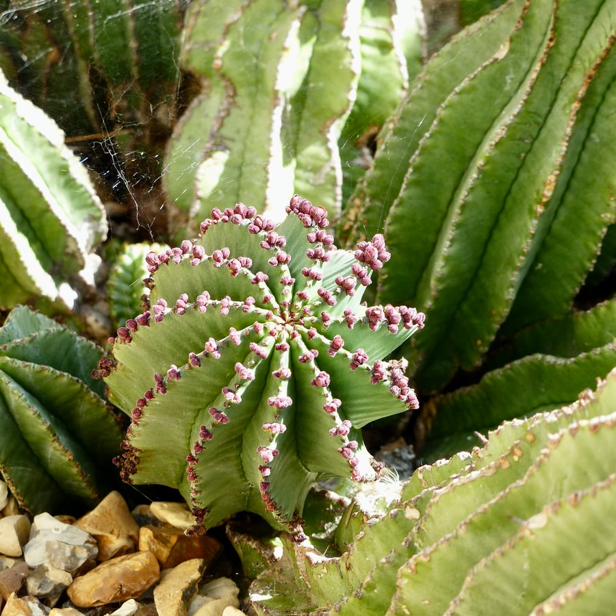 6" Square Photographic Card