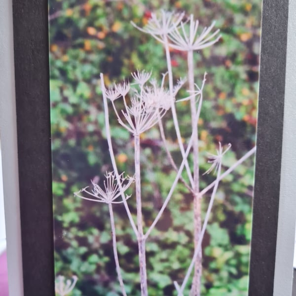 Note card with Seedhead Photograph 