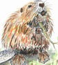 Beaver original watercolour painting. Cute animal - Image 2