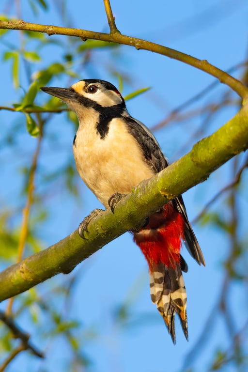 Great Spotted Woodpecker print
