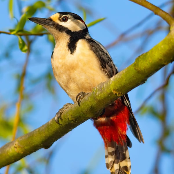 Great Spotted Woodpecker print