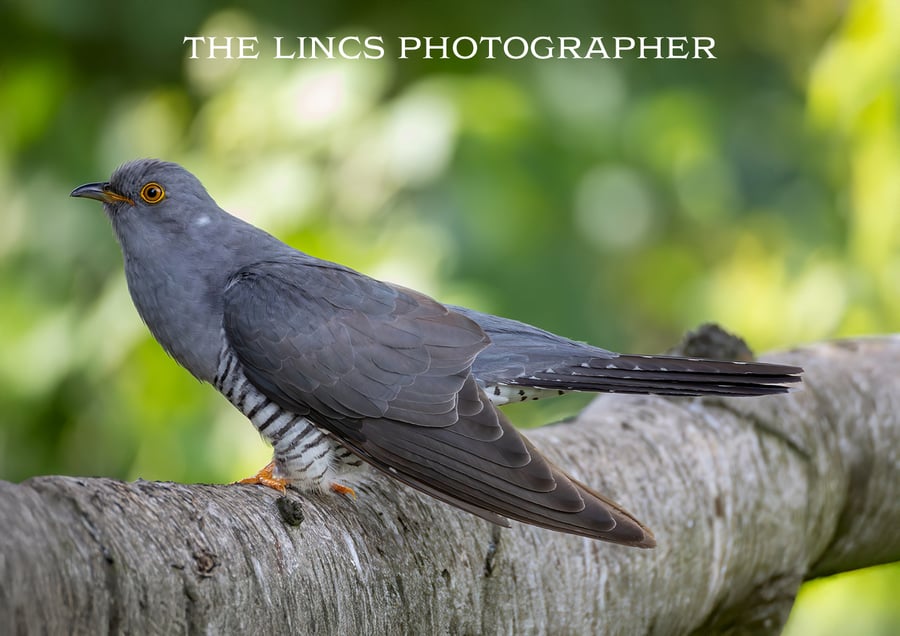 Cuckoo print (Limited edition of 10)