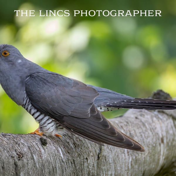 Cuckoo print (Limited edition of 10)