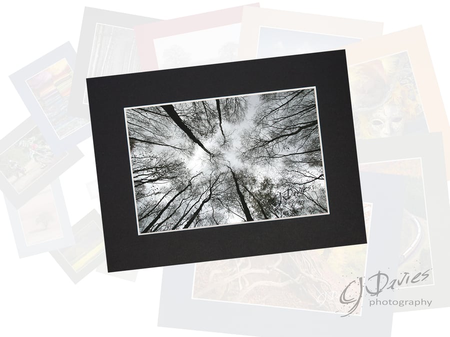 CJ017 - Winter trees