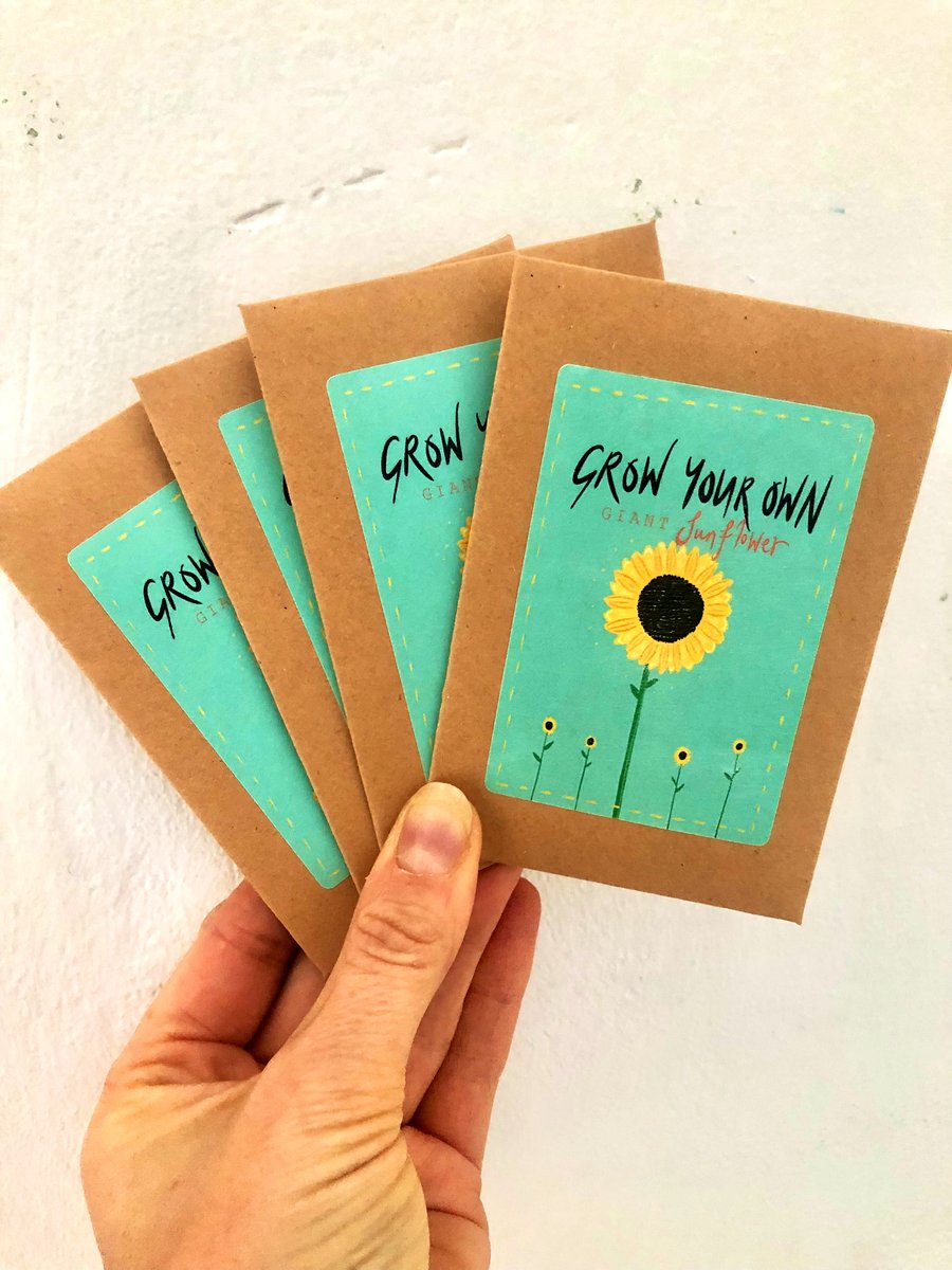 Grow your own GIANT Sunflower 