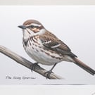 The Song Sparrow -  5 x 7in Greeting Card and Envelope: Birthday or Plain