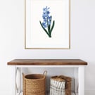 Blue Hyacinth Flowers Wall Art Print, Botanical illustration Art Print