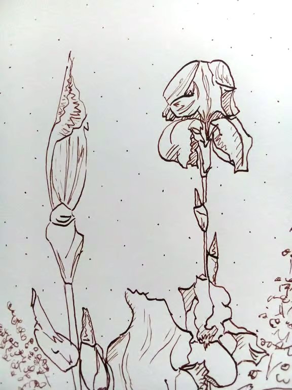 Original dip pen drawing, Iris Patch, A5