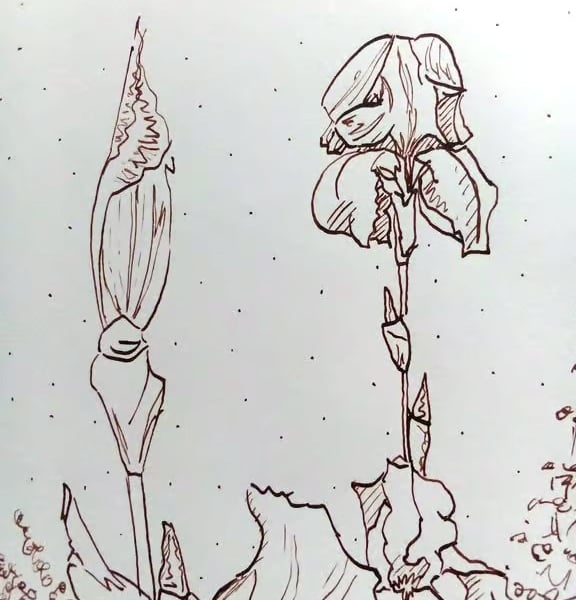 Original dip pen drawing, Iris Patch, A5
