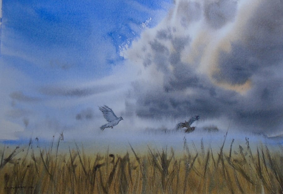Wood pigeons before the storm (Pure original watercolour fully mounted 14" x 11"