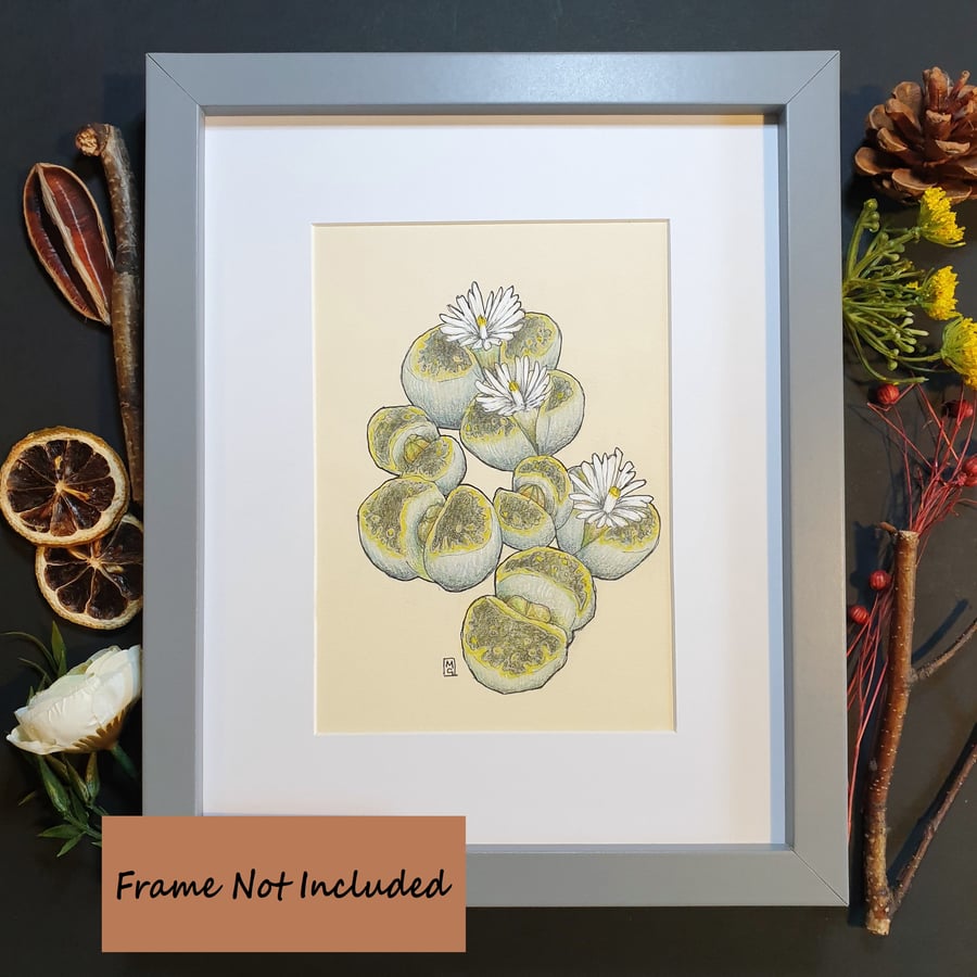 Lithops plant drawing, small stone plant artwork, botanical wall art