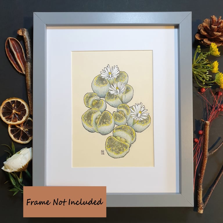 Lithops plant drawing, small stone plant artwork, botanical wall art