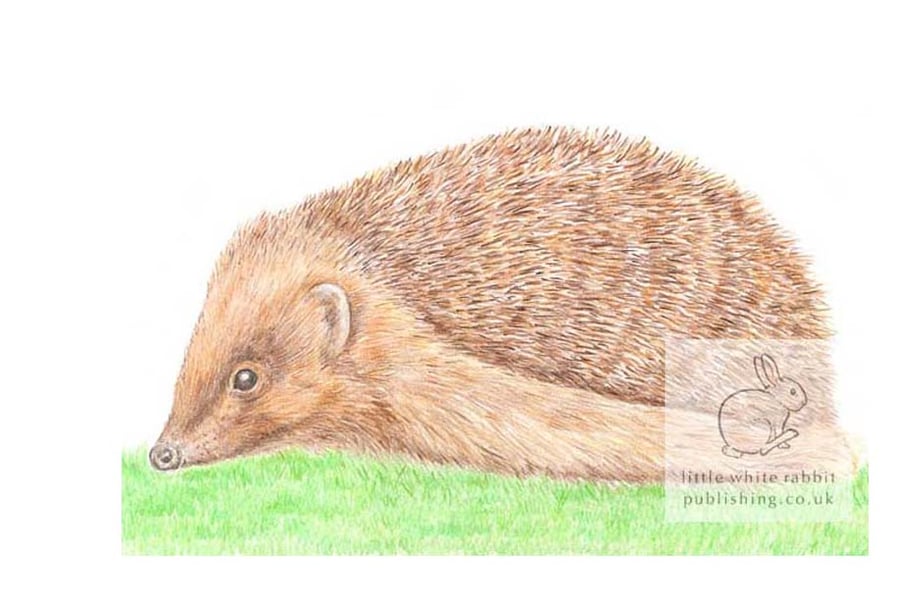 Hedgehog - Blank Card