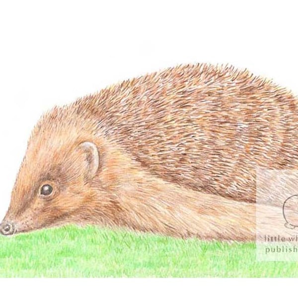 Hedgehog - Blank Card