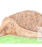 Hedgehog - Blank Card - Image 1
