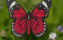 Brooches