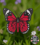 Butterfly Brooch – Free Standing Lace Embroidery