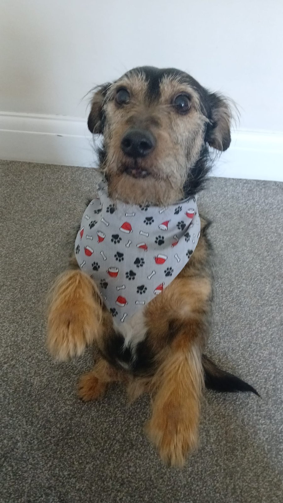 Christmas Paws Bandana