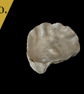 zero - your own custom message on a SHUCKED hand-painted oyster shell