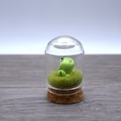 small glass frog cloche keepsake gift