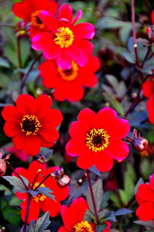 Red Dahlia Summer Flowers Flowering Plants Photograph Print