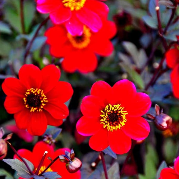 Red Dahlia Summer Flowers Flowering Plants Photograph Print