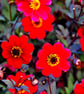 Red Dahlia Summer Flowers Flowering Plants Photograph Print