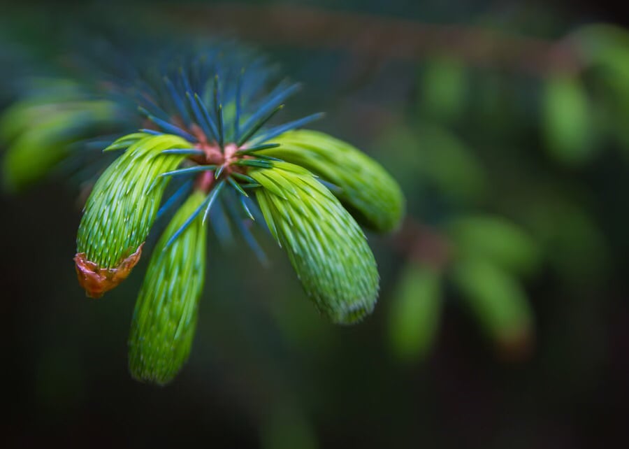 “Spring Pine Needles” - giclee wall art photographic print