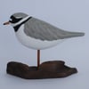 Ringed plover