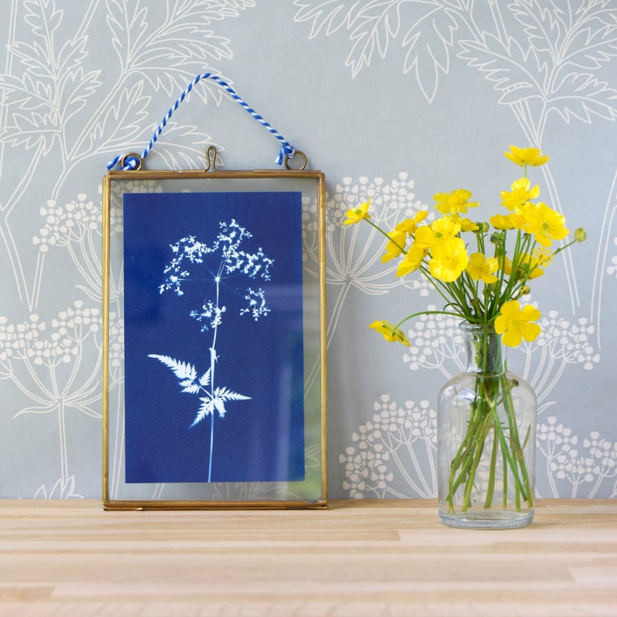 Cow Parsley Cyanotype No. 3 in gold edged frame