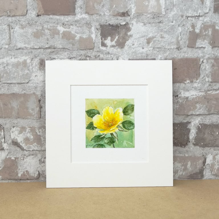 Original Art Miniature Watercolour Painting Floral 'Yellow Rose'   8" x 8" Mount