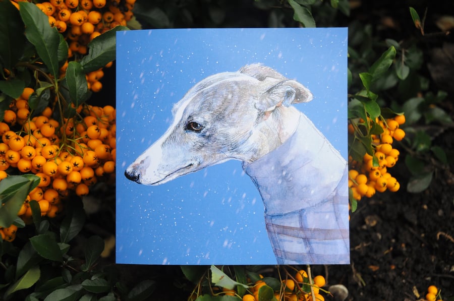 Whippet in the snow. Biodegradable cellophane wrapped