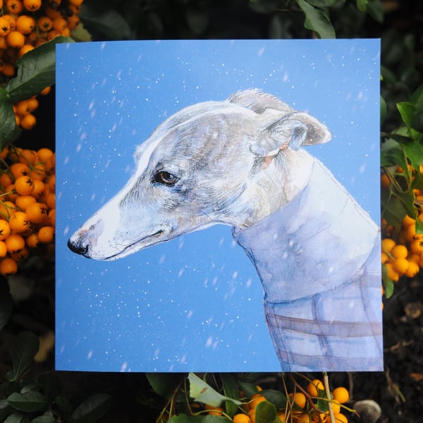 Whippet in the snow. Biodegradable cellophane wrapped