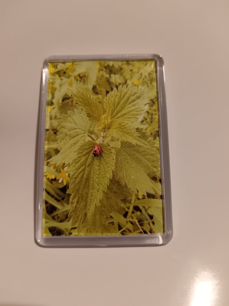 Ladybird photography fridge magnet 