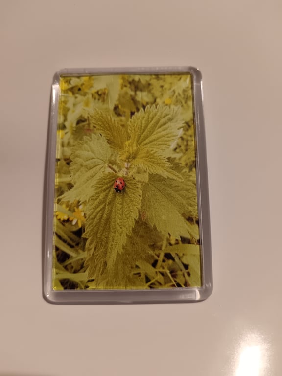 Ladybird photography fridge magnet 