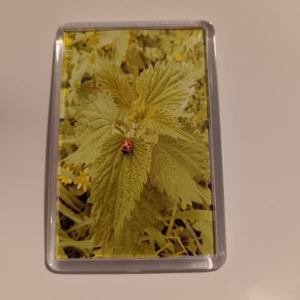 Ladybird photography fridge magnet 